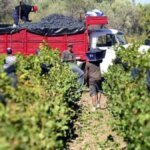 Foeva convoca a huelga en la Vendimia por salarios insuficientes en el sector vitivinícola