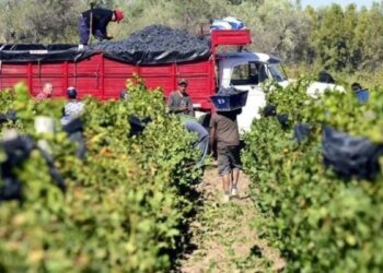 Foeva convoca a huelga en la Vendimia por salarios insuficientes en el sector vitivinícola