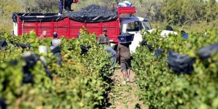Foeva convoca a huelga en la Vendimia por salarios insuficientes en el sector vitivinícola