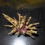 Científicos argentinos hallaron un nuevo erizo de mar en el cañón de Mar del Plata