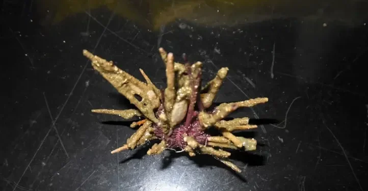 Científicos argentinos hallaron un nuevo erizo de mar en el cañón de Mar del Plata