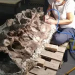Descubrieron en Chubut un dinosaurio de 15 metros y huesos únicos para la ciencia