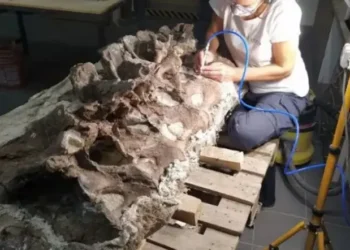 Descubrieron en Chubut un dinosaurio de 15 metros y huesos únicos para la ciencia