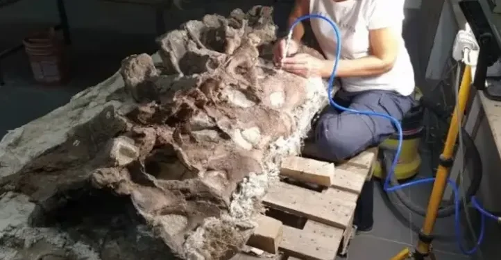 Descubrieron en Chubut un dinosaurio de 15 metros y huesos únicos para la ciencia