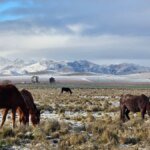 Descubrí Pigüé: el pueblo de la Provincia de Buenos Aires con encanto francés y sierras únicas