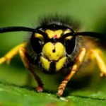 Alerta en Patagonia: chaquetas amarillas provocan picaduras graves y hasta muertes