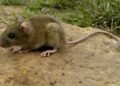 Tres muertos y varios enfermos en crucero entre Argentina y Cabo Verde por hantavirus