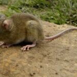 Tres muertos y varios enfermos en crucero entre Argentina y Cabo Verde por hantavirus