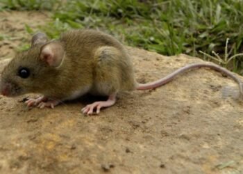Tres muertos y varios enfermos en crucero entre Argentina y Cabo Verde por hantavirus