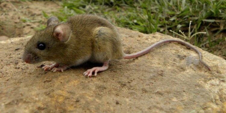 Tres muertos y varios enfermos en crucero entre Argentina y Cabo Verde por hantavirus